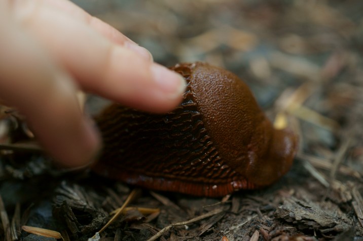 brown slug